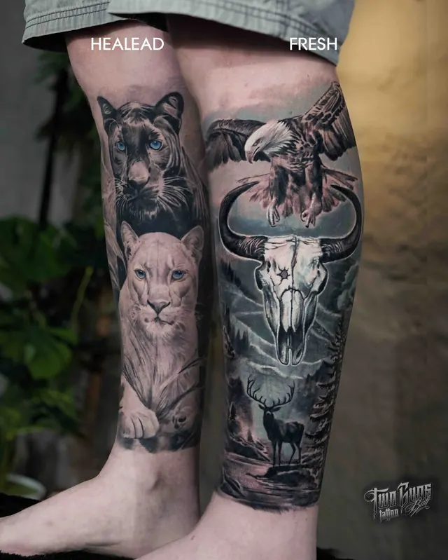 Black and grey realism leg sleeve tattoo of a lioness, buffalo skull and deer, shown healed and fresh
